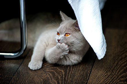 Light coloured British Shorthair cat lying down under a chair and licking its paw